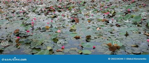  The Spirit-Filled Lotus Pond 드러나는 신비로운 에너지와 고요한 아름다움을 담은 작품